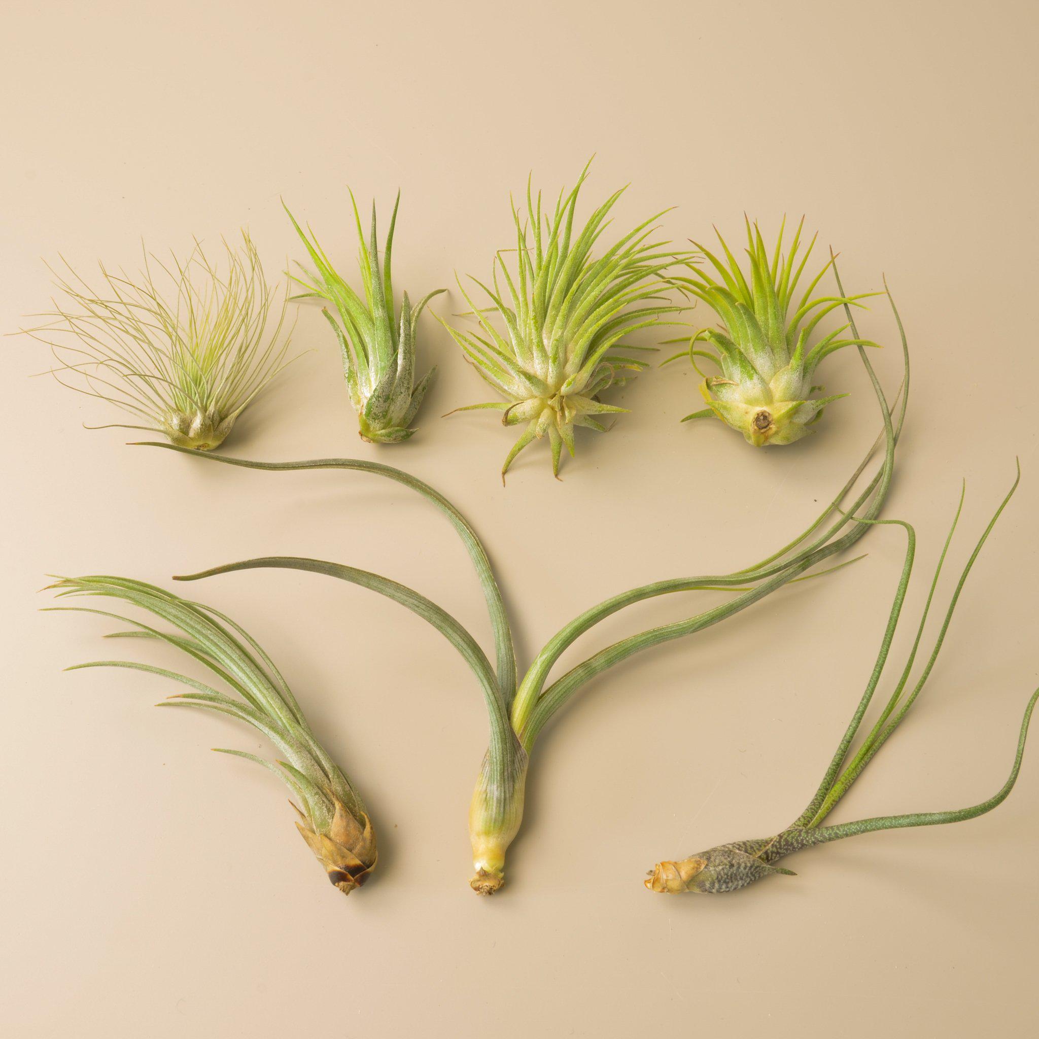 Plant in a Box - Miscela di piante di Tillandsia - Set di 6