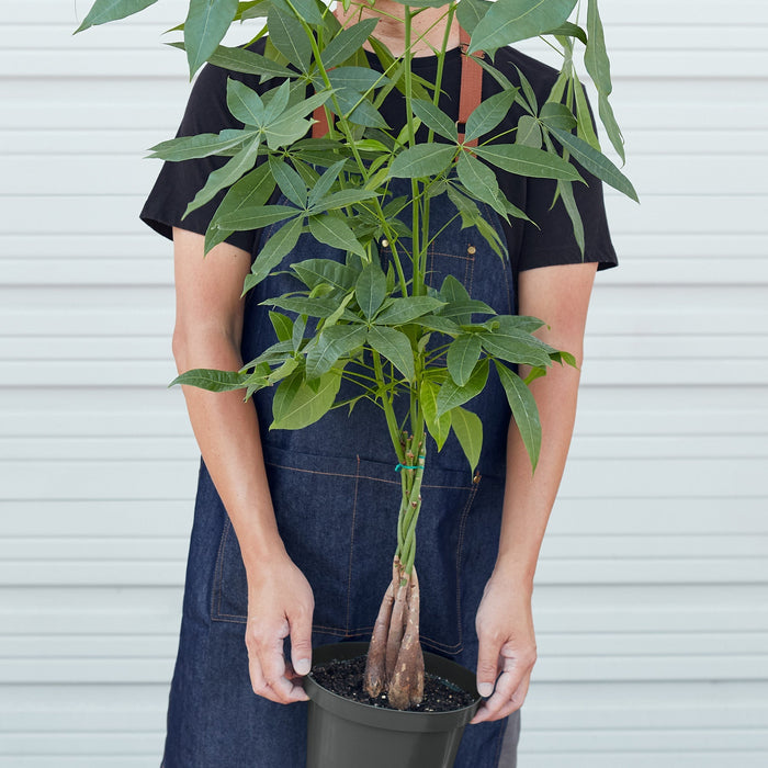 money tree large plant Money Tree 'Guiana Chestnut' Pachira Braid | Indoor Plant | Tropical Plant | Potted Plant