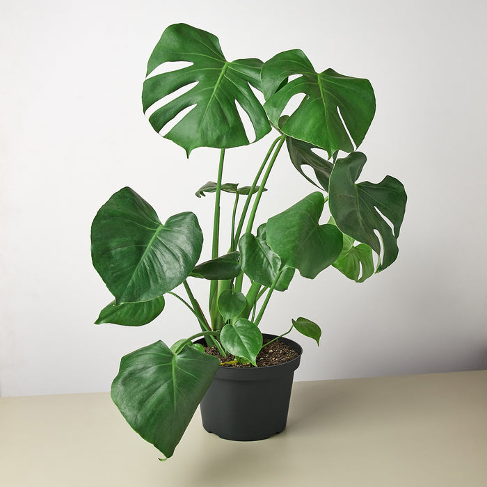 monstera plant split leaf Monstera 'Split-Leaf'