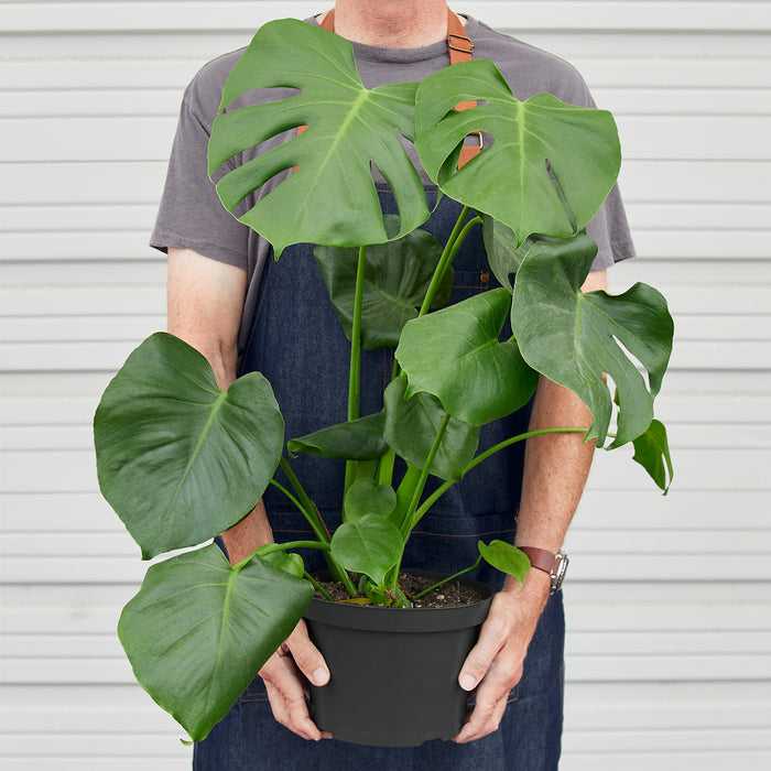 house plant with 8 leaves Monstera 'Split-Leaf'