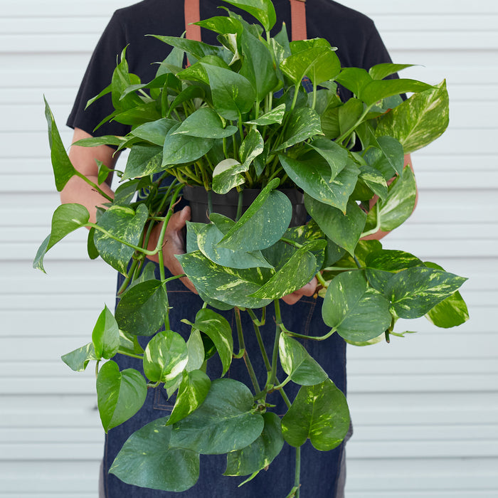 indoor golden pothos Pothos 'Golden' | Indoor Plant | Tropical Plant | Potted Plant