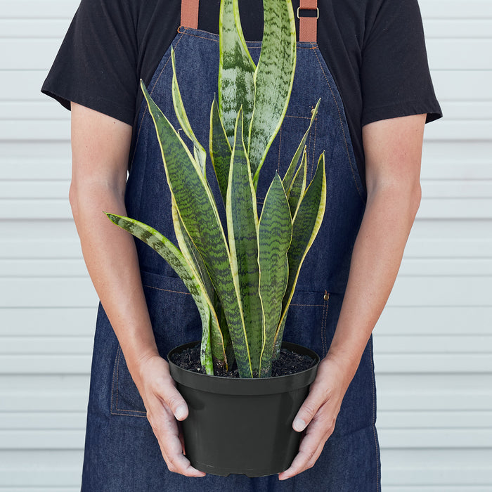 tall snake plant real Snake Plant 'Laurentii' | Indoor Plant | Tropical Plant | Potted Plant