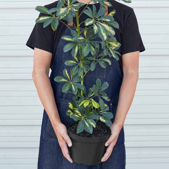 umbrella plant schefflera arboricola Schefflera 'Variegated' | Indoor Plant | Tropical Plant | Potted Plant