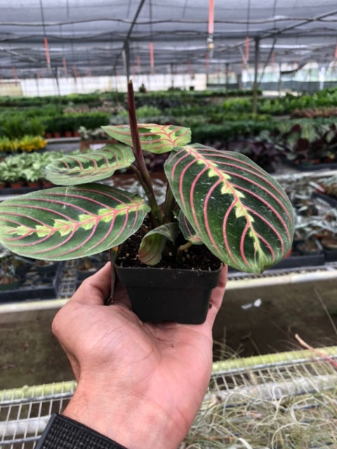 hirt's red prayer plant - maranta Maranta 'Red Prayer' | Indoor Plant | Tropical Plant | Potted Plant