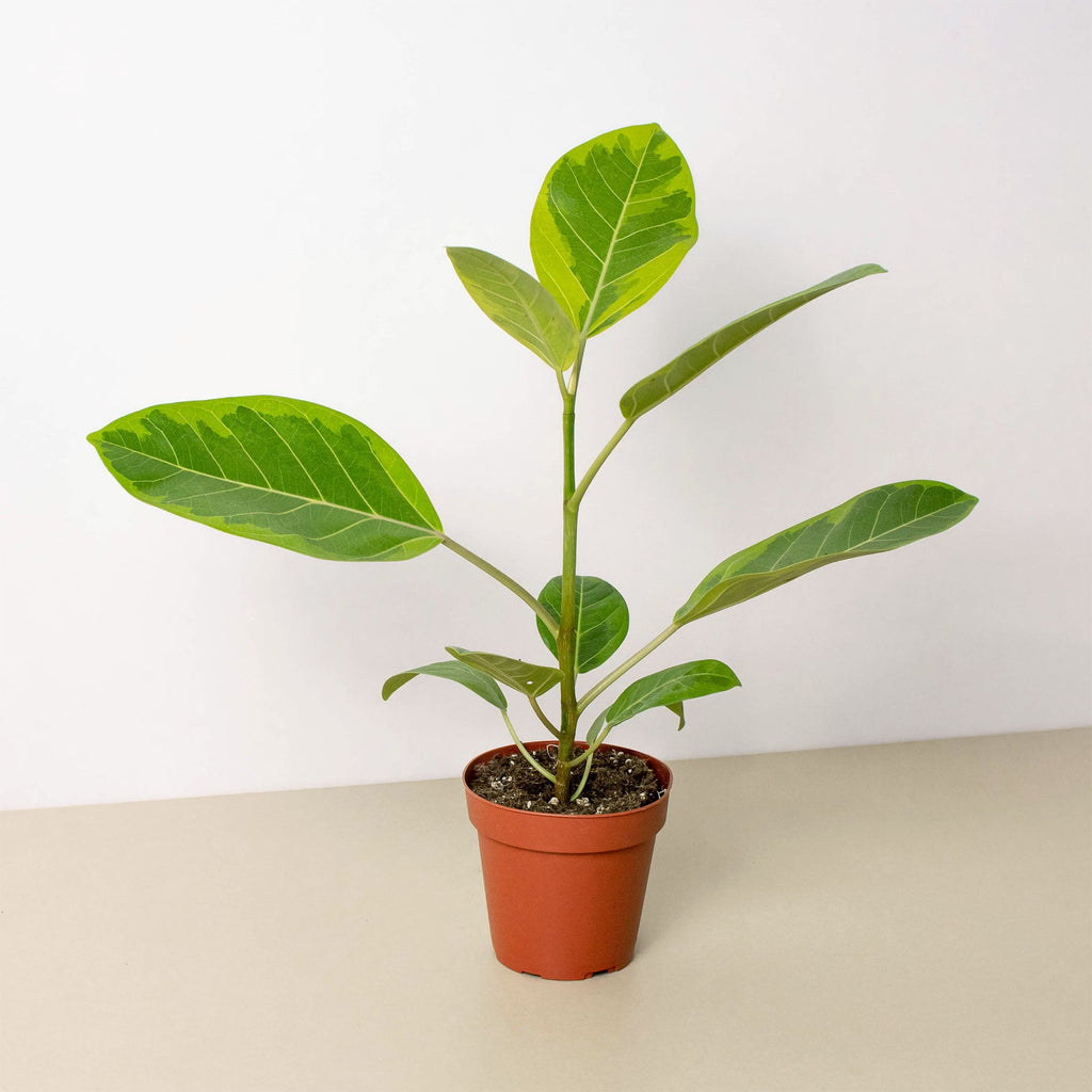 Ficus Altissima 'Yellow Gem' | Indoor Plant | Tropical Plant | Potted Plant 