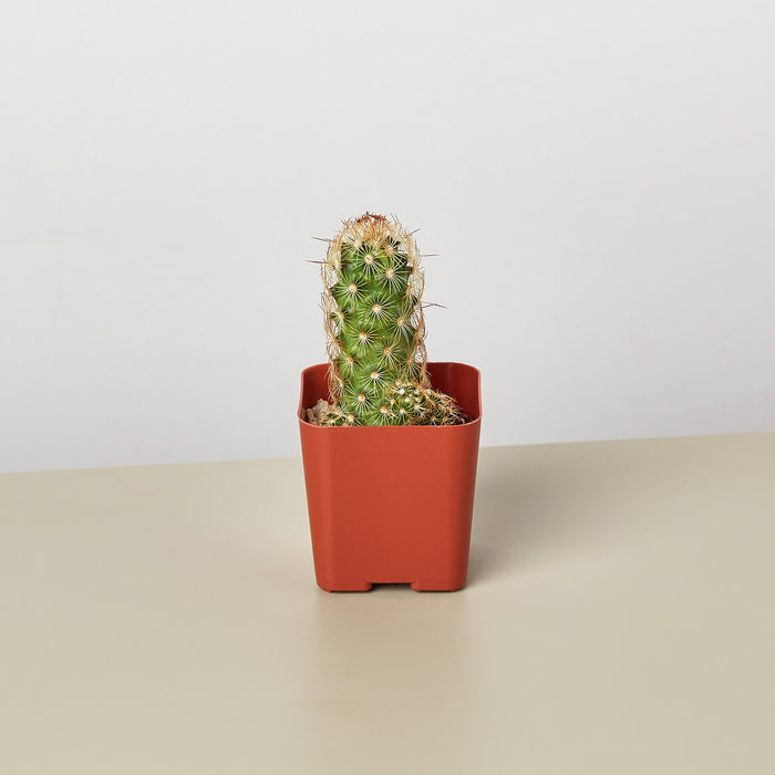 Cactus Variety - 2" Pot