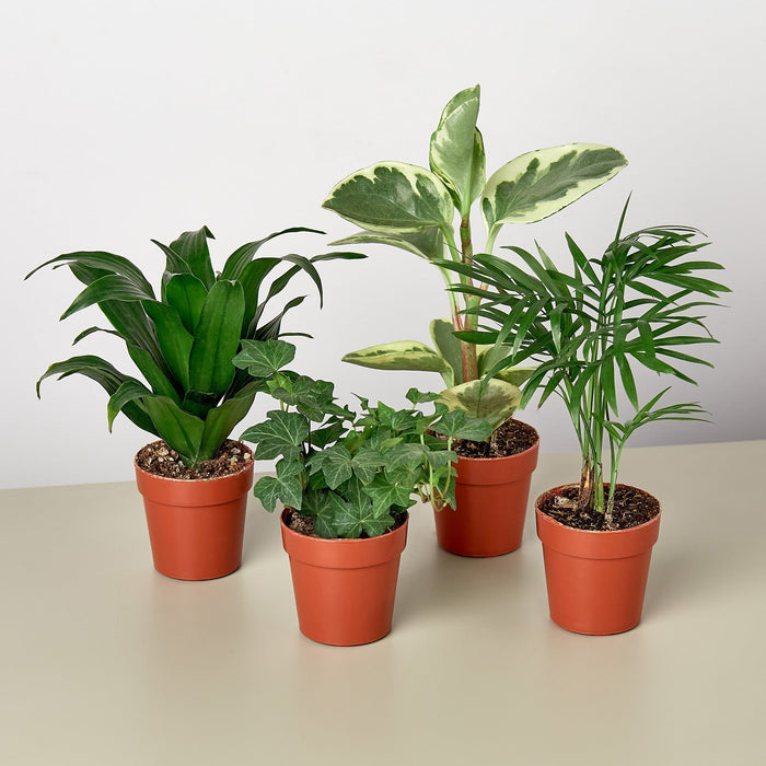 2" Tropical Plant Variety Bundle - House Plant Shop