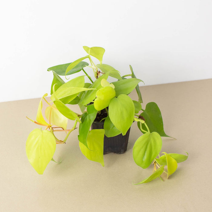 philodendron cordatum lemon lime Philodendron Cordatum 'Neon' | Indoor Plant | Tropical Plant | Potted Plant