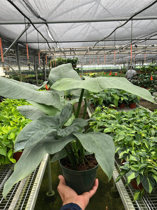 mature silver sword philodendron Philodendron 'Silver Sword'