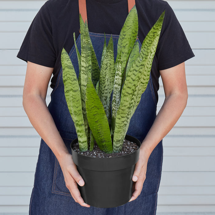 where to buy a large snake plant Snake Plant 'Zeylanica' | Indoor Plant | Tropical Plant | Potted Plant