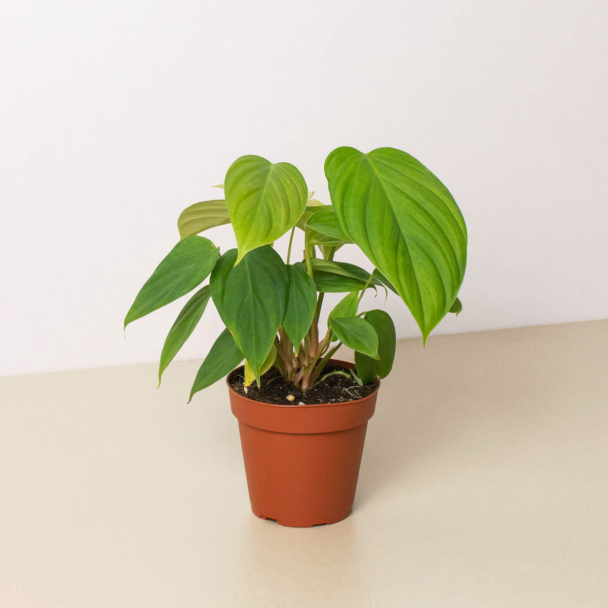 philodendron hooveri Philodendron 'Fuzzy Petiole'