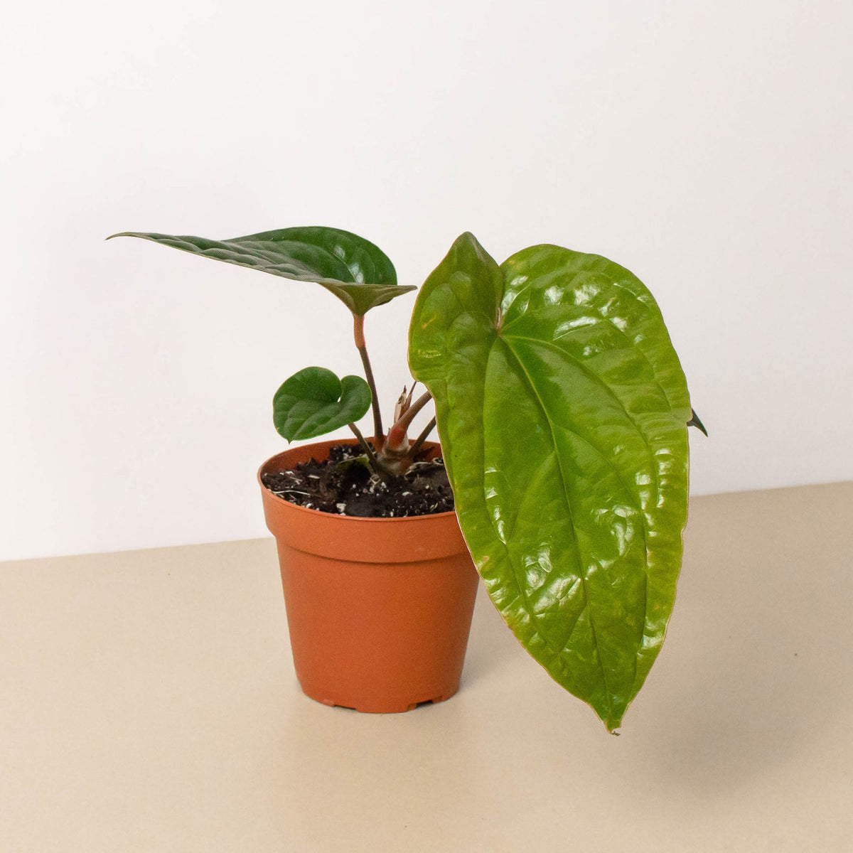 luxurians anthurium Anthurium 'Radicans x Luxurians' | Indoor Plant | Tropical Plant | Potted Plant