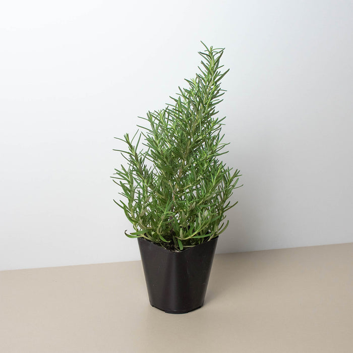 Rosemary Herb 'Tuscan Blue' - 4" Pot