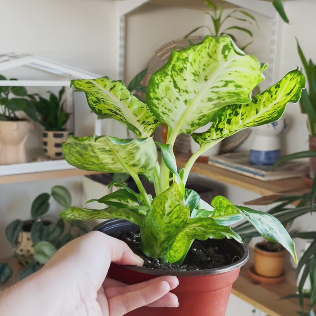 Dieffenbachia 'Amy'