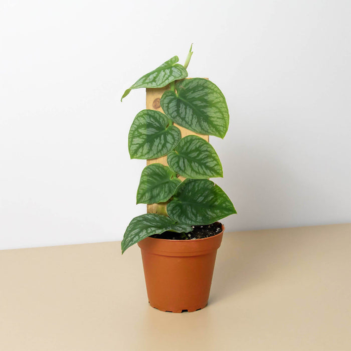 dubia philodendron Monstera 'Dubia' (Shingle Plant)