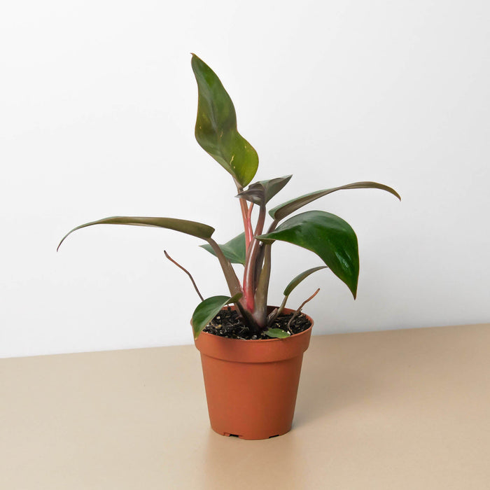 philodendron birkin pink variegation Philodendron 'Birkin Pink' | Indoor Plant | Tropical Plant | Potted Plant
