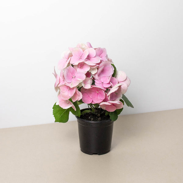 Pink Hydrangea | Indoor Plant | Tropical Plant | Potted Plant