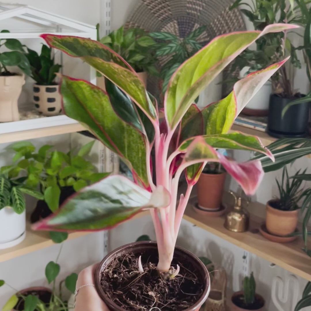 Chinese Evergreen 'Red Siam'