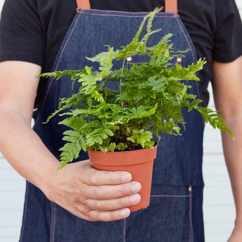 indoor plants fern Autumn Fern | Indoor Plant | Tropical Plant | Potted Plant