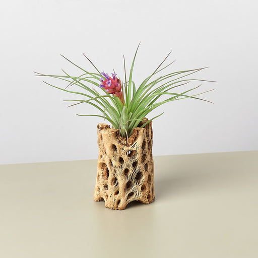 cholla wood air plant Cholla Wood