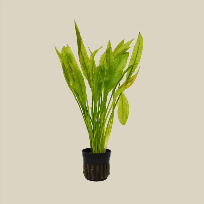 Aquatic Echinodorus Bleheri 'Amazon Sword' Plant - Pot