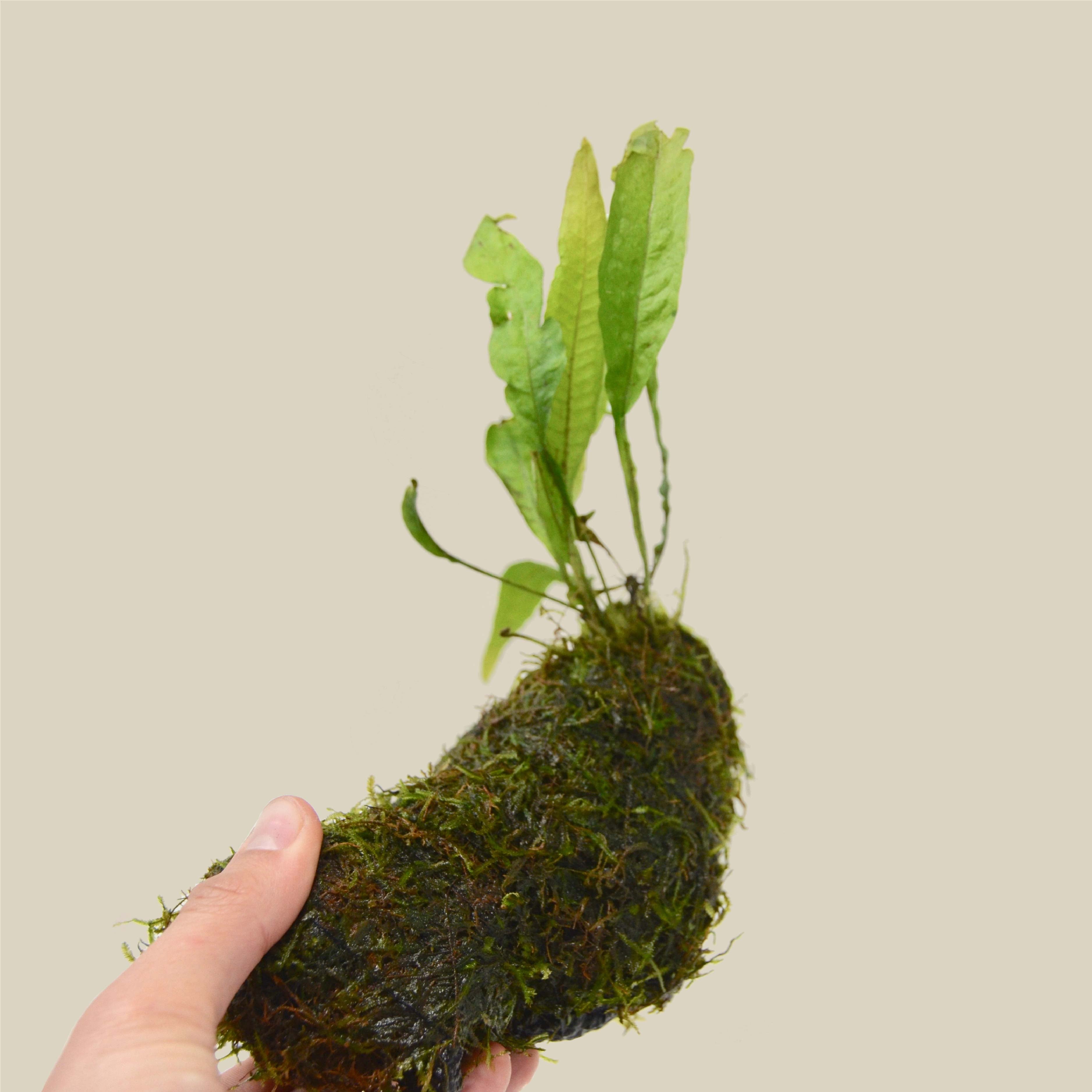 Aquatic Java Fern and Java Moss on Wood - Live Plants, Indoor Plant, Tropical Plant