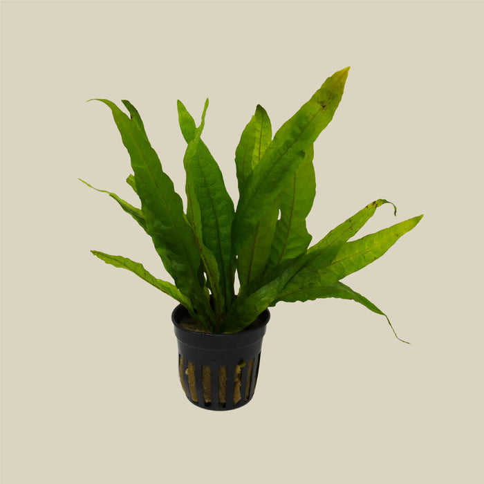 Aquatic Microsorum Pteropus 'Java Fern' Plant - Pot