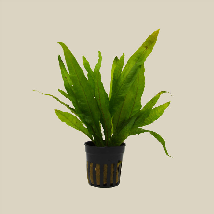 Aquatic Microsorum Pteropus 'Java Fern' Plant - Pot