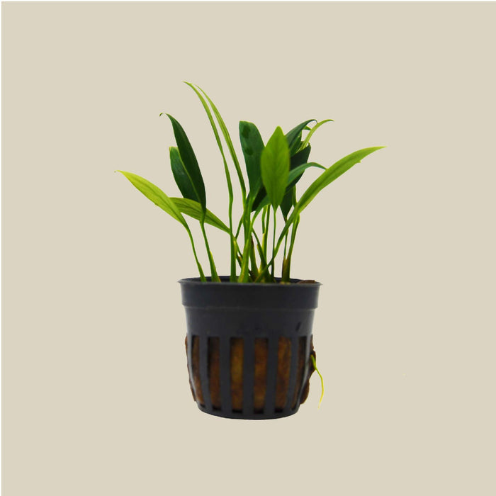 Aquatic 'Anubias Congensis Mini' Plant - Pot