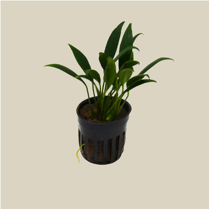 Aquatic 'Anubias Congensis Mini' Plant - Pot