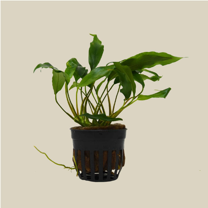 Aquatic 'Anubias Minima' Plant - Pot