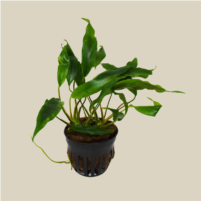 Aquatic 'Anubias Minima' Plant - Pot