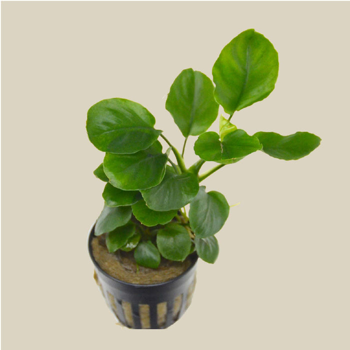 Aquatic 'Anubias Nana Golden' Plant - Pot