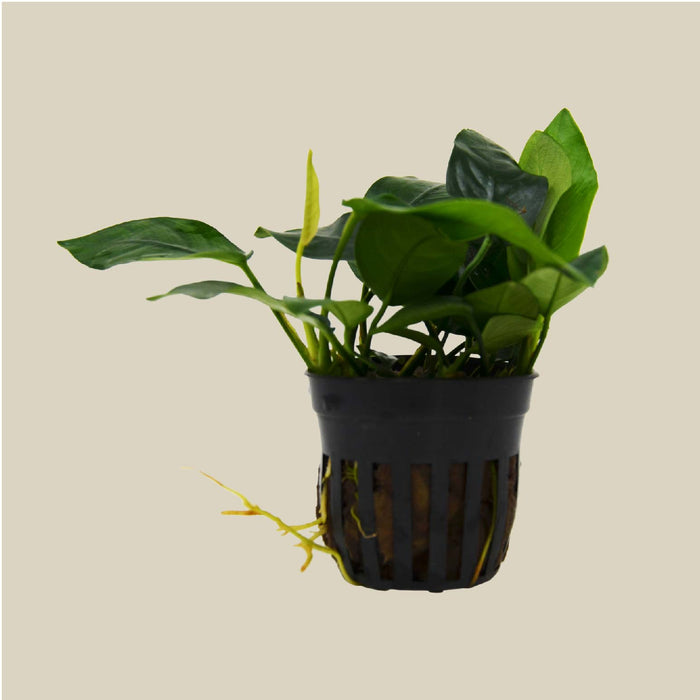 Aquatic 'Anubias Nana' Plant - Pot