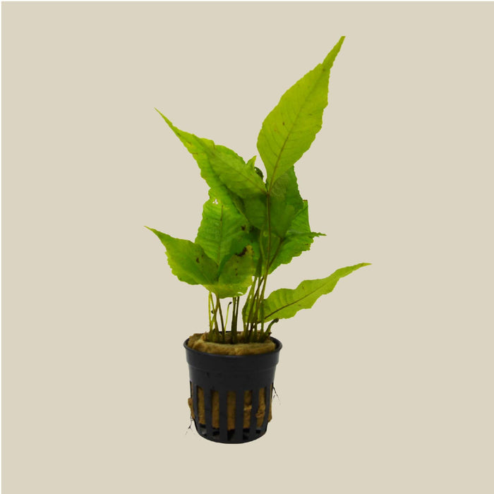 Aquatic 'Bolbitis Heteroclita' Plant - Pot