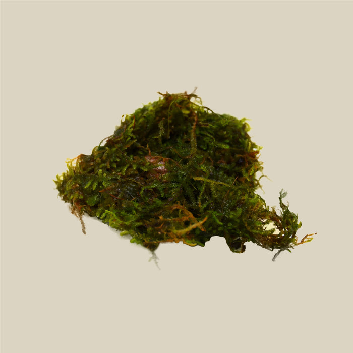 Aquatic 'Christmas Moss' - Bunch