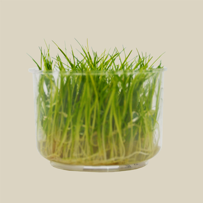 Aquatic 'Eleocharis Dwarf Hair Grass Mini' Tissue Culture Cup