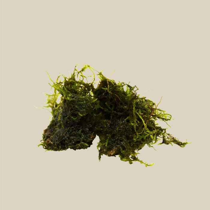 Aquatic 'Java Moss' - Bunch