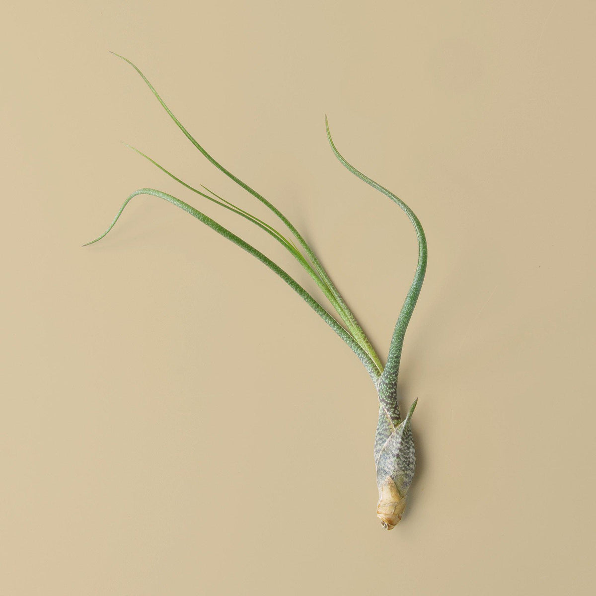 Tillandsia Butzii Air Plant - Easy Care - Great in Terrariums - Air  Filtering - Vibrant Fun Unique Decor or Gift