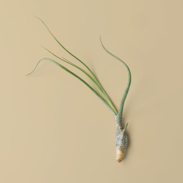 air plant butzii Tillandsia Air Plant Butzii