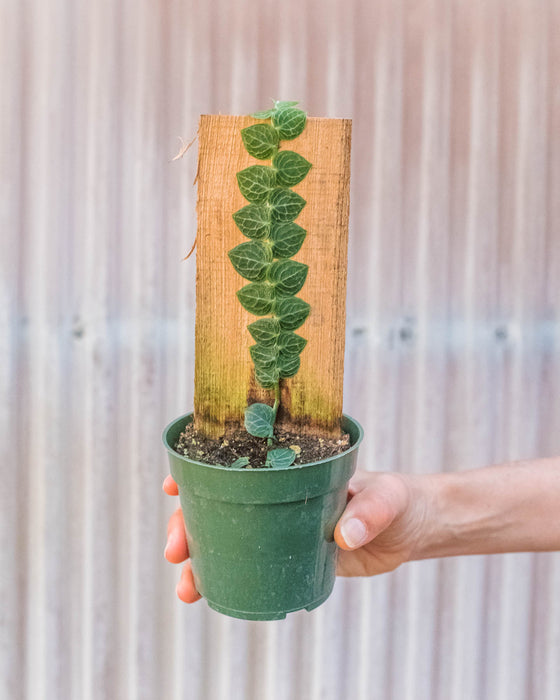 shingle plant indoor care Rhaphidophora 'Cryptantha' (Shingle Plant) | Indoor Plant | Tropical Plant | Potted Plant