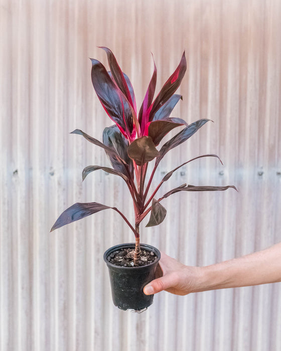dracaena cordyline florida Cordyline 'Calypso Queen'
