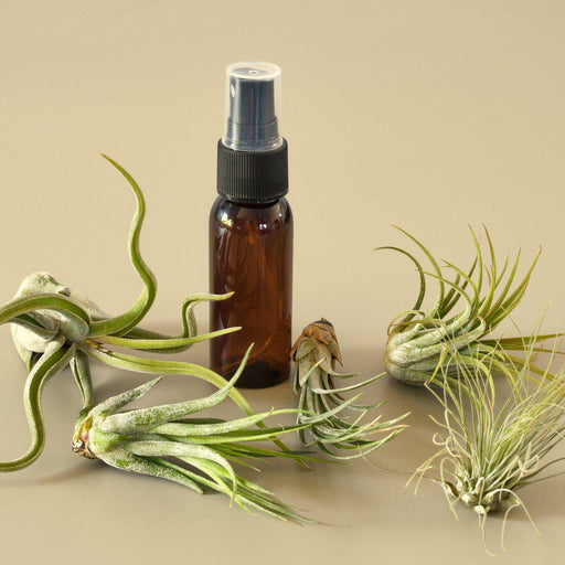 air plant spray 5 Pack Air Plant Variety Pack with Spray Bottle