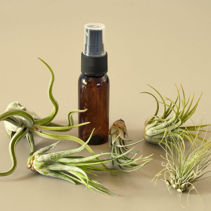 house plant spray 5 Pack Air Plant Variety Pack with Spray Bottle