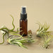 5 Pack Air Plant Variety Pack with Spray Bottle - House Plant Shop