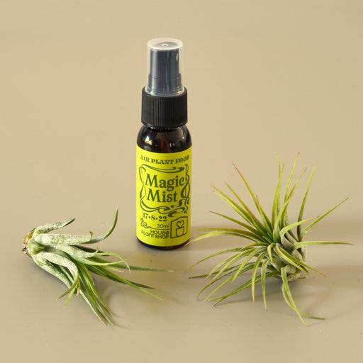 Air plant fertilizer spray with two different air plant varieties