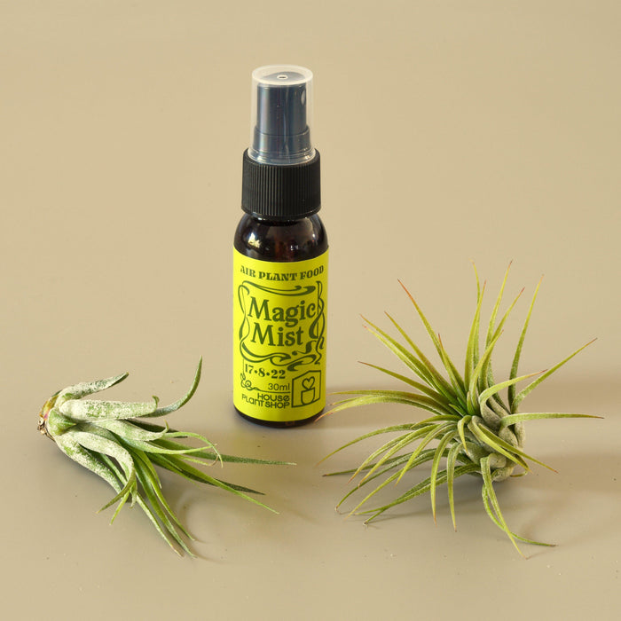 air plant spray 2 Tillandsia Air Plant Pack with Fertilizer Spray