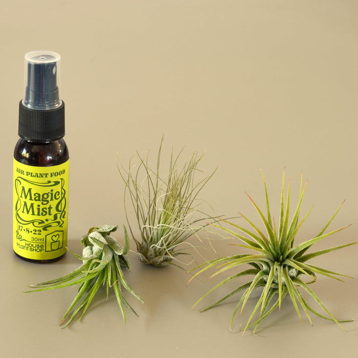 plant fertilizer spray 3 Small Tillandsia Air Plant Pack with Fertilizer Spray