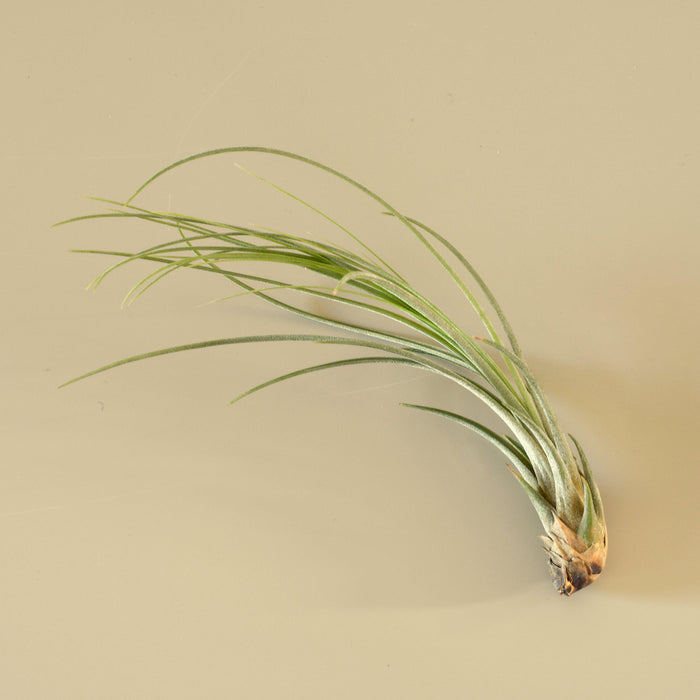 juncea air plant care Tillandsia Air Plant Juncea