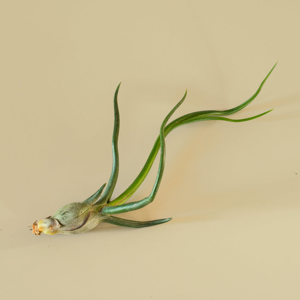 Tillandsia Bulbosa Air Plant - Easy Care - Great in Terrariums - Air  Filtering - Vibrant Fun Unique Decor or Gift
